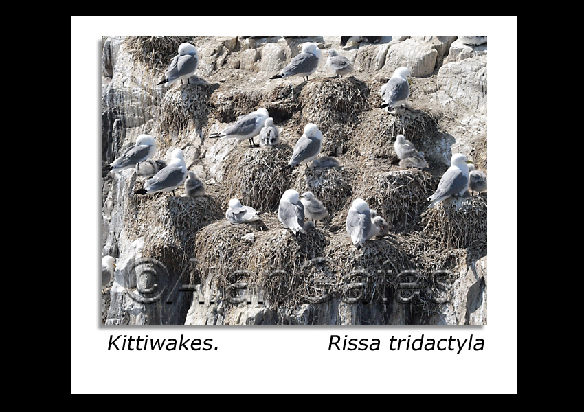 Kittiwakes